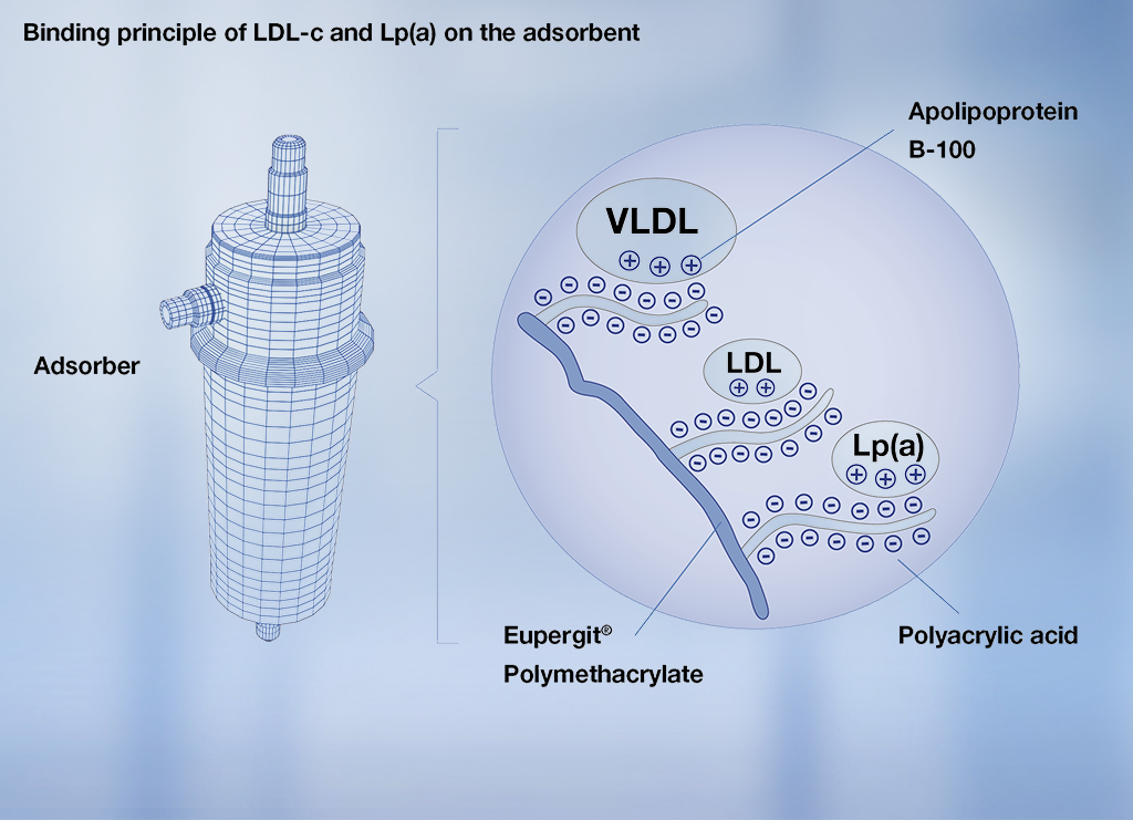 Lipoprotein binds till DALI-adsorbern